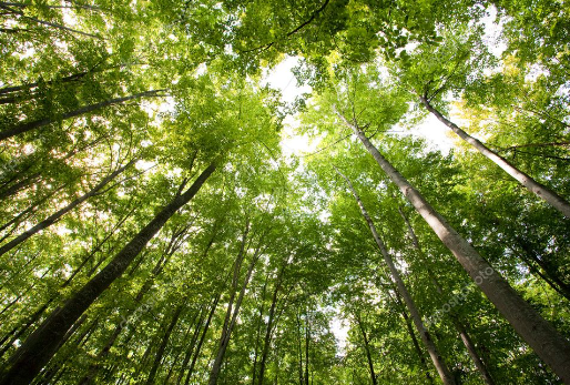 Perkebunan / Kehutanan Image